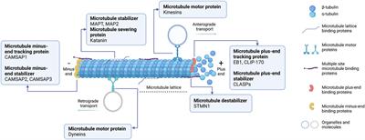 Emerging role of microtubule-associated proteins on cancer metastasis